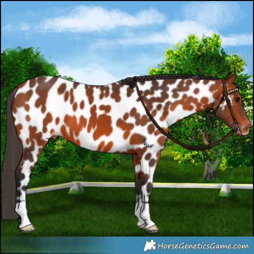 Horse Color:Bay Appaloosa 