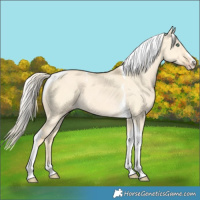 Horse Color:Gold Cream Champagne Dun Tobiano 