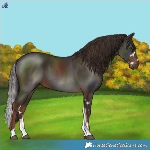 Horse Color:Liver Chestnut and Liver Chestnut Splash