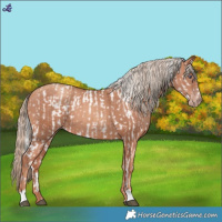 Horse Color:Liver Chestnut Chinchilla  and Gold Champagne 
