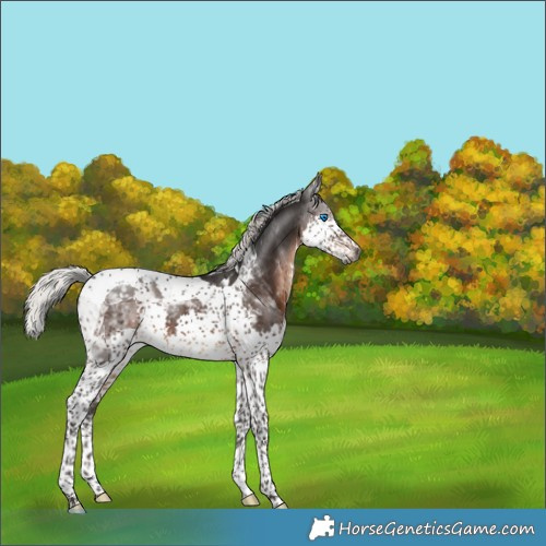 Horse Color:Gray Silver Brown Splash Tobiano Varnish 