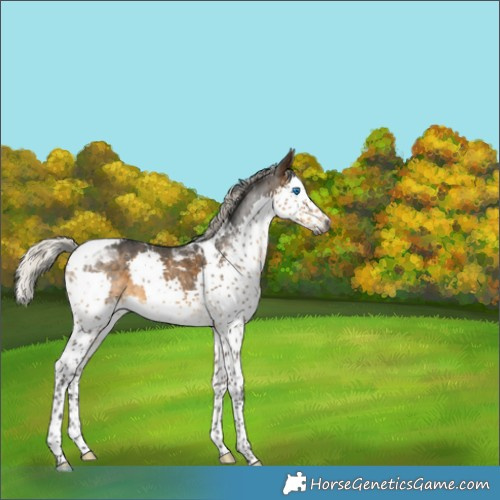 Horse Color:Gray Silver Buckskin Splash Tobiano Varnish 