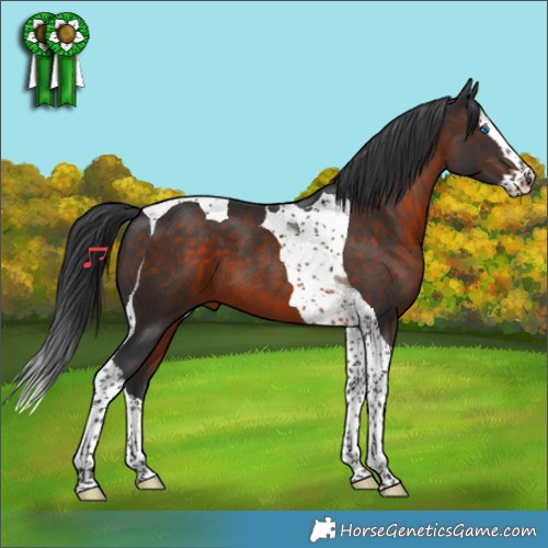Horse Color:Brown Splash Tobiano 