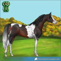 Horse Color:Brown Splash Tobiano 