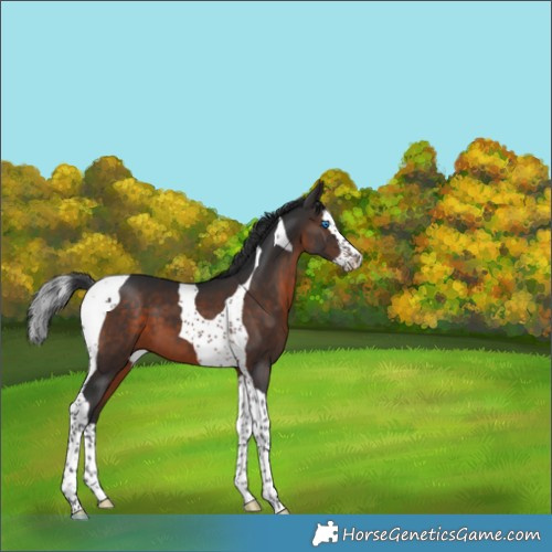 Horse Color:Brown Splash Tobiano 
