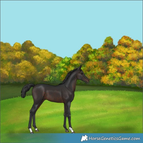 Horse Color:Brown 
