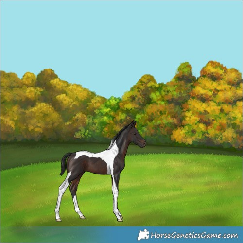 Horse Color:Brown Tobiano 