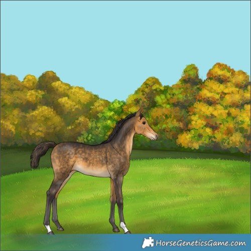 Horse Color:Buckskin 