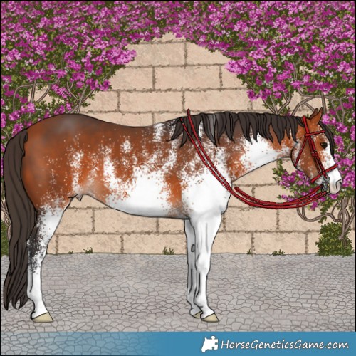 Horse Color:White Spotted Bay 