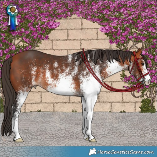 Horse Color:White Spotted Bay 