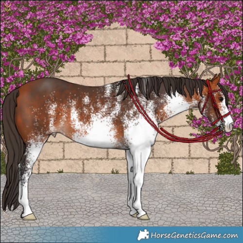 Horse Color:White Spotted Bay 