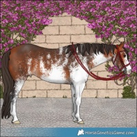 Horse Color:White Spotted Bay 