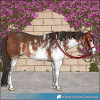 Horse Color:White Spotted Bay 
