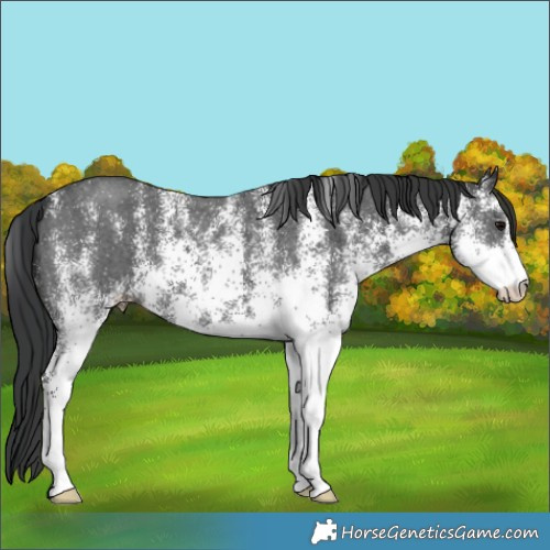 Horse Color:White Spotted Black 