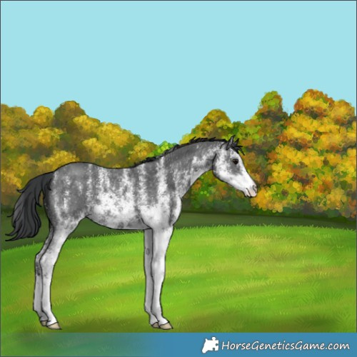 Horse Color:White Spotted Black 
