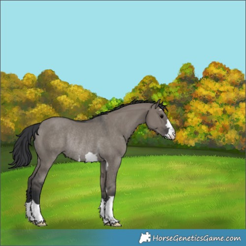 Horse Color:Grullo Rabicano 