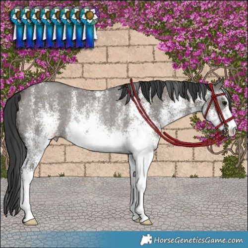 Horse Color:White Spotted Grullo Rabicano 