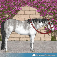 Horse Color:White Spotted Grullo Rabicano