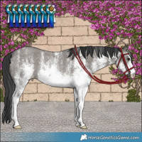 Horse Color:White Spotted Grullo Rabicano 