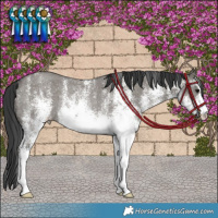 Horse Color:White Spotted Grullo Rabicano 