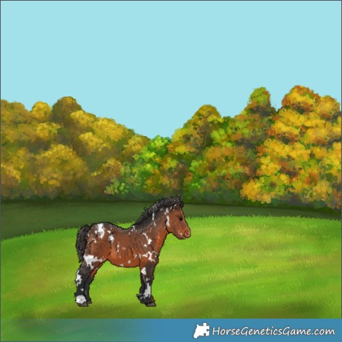 Horse Color:White Spotted Brown Varnish 