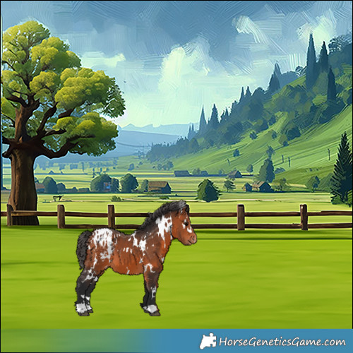 Horse Color:White Spotted Bay Appaloosa 