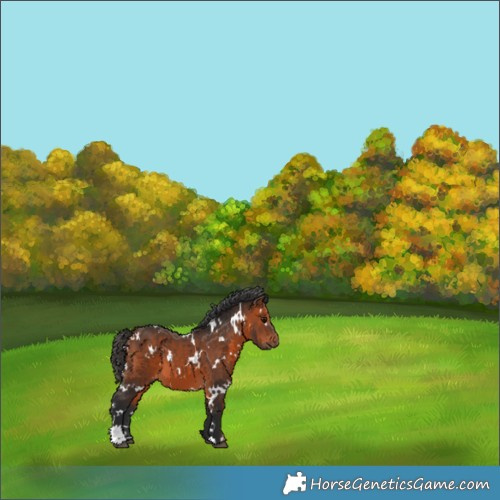 Horse Color:White Spotted Bay 