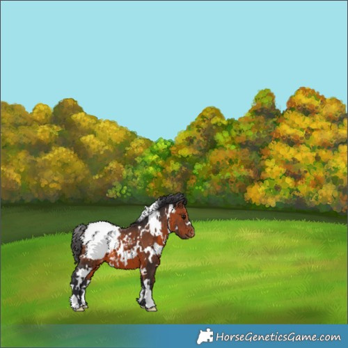 Horse Color:White Spotted Brown Appaloosa 