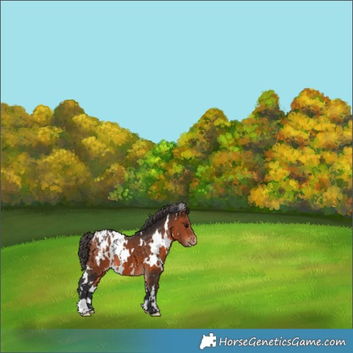 Horse Color:White Spotted Bay Appaloosa 