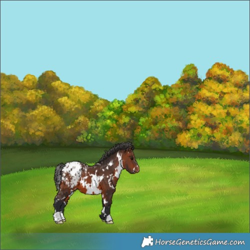 Horse Color:White Spotted Brown Blanket 