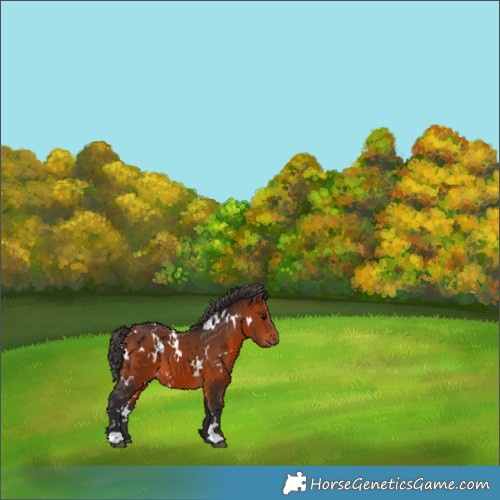 Horse Color:White Spotted Bay 