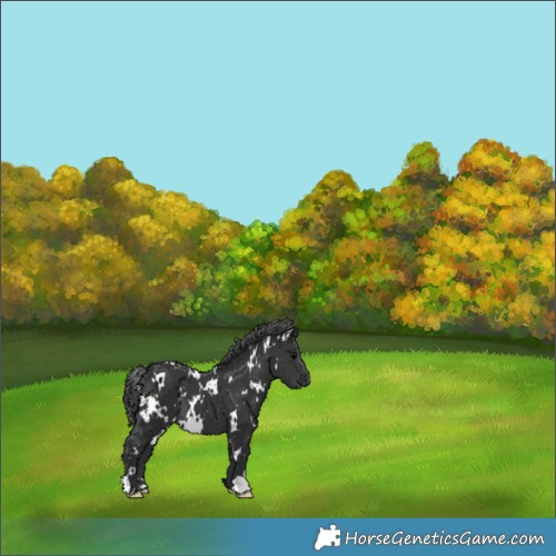 Horse Color:White Spotted Black 