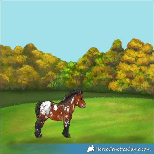 Horse Color:White Spotted Bay Appaloosa 