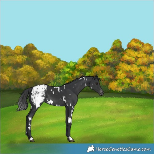 Horse Color:White Spotted Black Appaloosa 