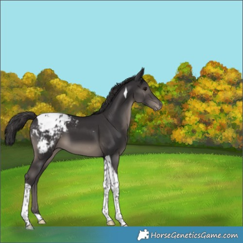 Horse Color:Smoky Black Tobiano Appaloosa 