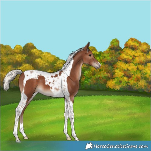 Horse Color:Silver Black Tobiano 