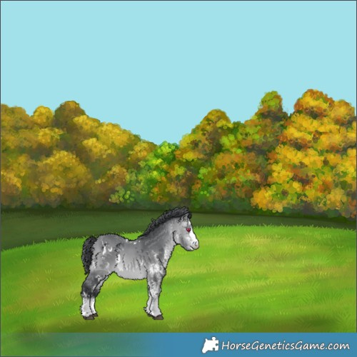 Horse Color:White Spotted Bay Chinchilla 