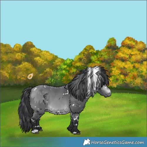 Horse Color:White Spotted Bay Chinchilla 