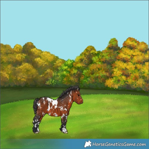 Horse Color:White Spotted Bay 