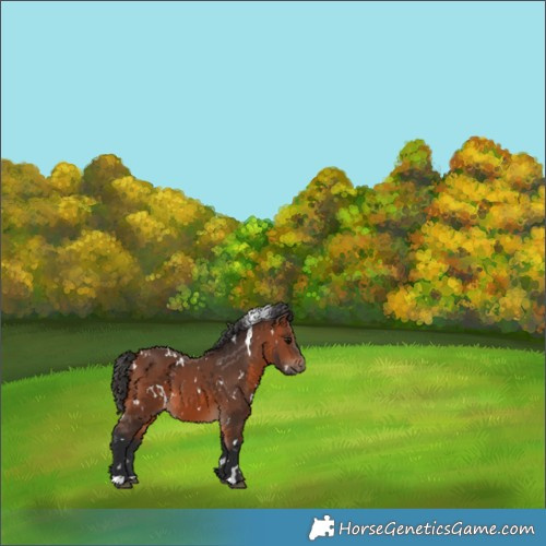 Horse Color:White Spotted Bay 