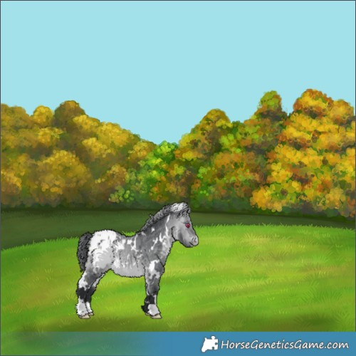 Horse Color:White Spotted Bay Chinchilla Appaloosa 