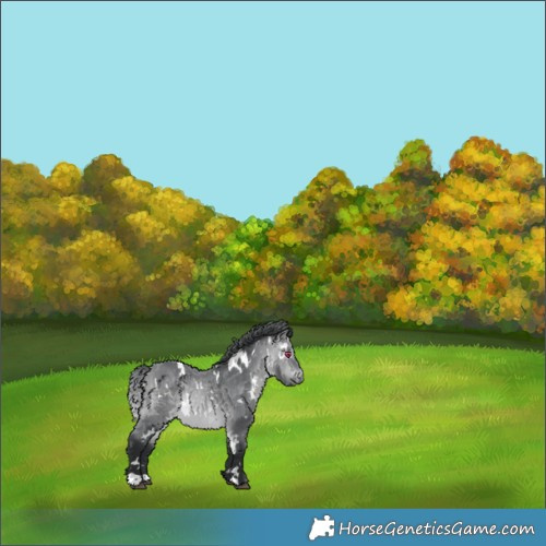 Horse Color:White Spotted Bay Chinchilla 