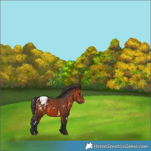 Horse Color:White Spotted Bay Blanket 