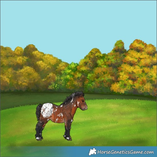 Horse Color:White Spotted Brown Appaloosa 