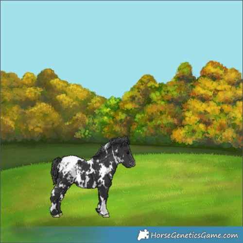 Horse Color:White Spotted Black Snowcap 