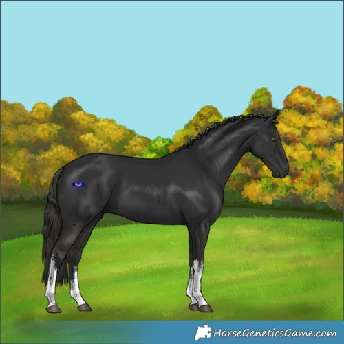 Horse Color:White Spotted Liver Chestnut 