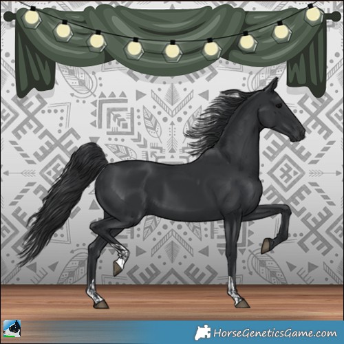 Horse Color:Black  and Black 