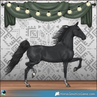Horse Color:Black and Black
