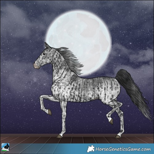Horse Color:Black and White Spotted Black