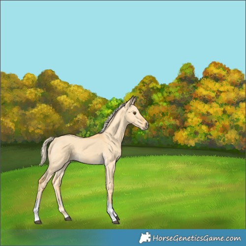 Horse Color:Palomino Dun Tobiano 